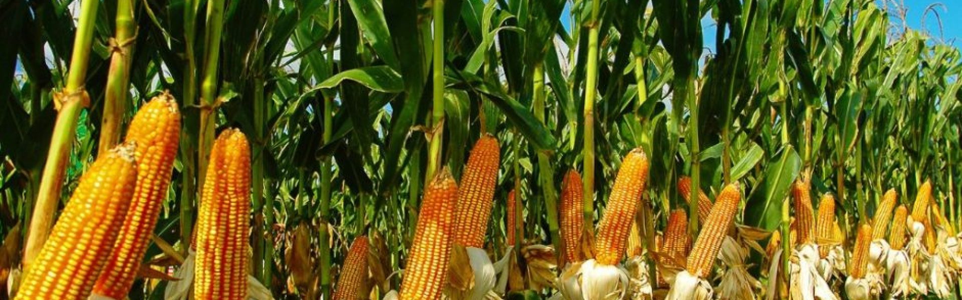 plantacao milho mosaic jpg